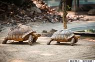 乌龟的尴尬时刻：交配过程中的惊人变化石