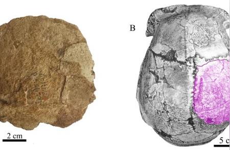 周口店北京人遗址的惊人发现：新发现的古人类顶骨化石