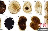 中外古生物学家在“枯燥的十亿年”中发现古代精美微体化石