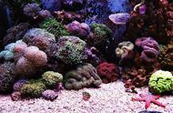 珊瑚的色彩魅力：四种易于养护的品种