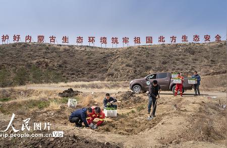 重庆：崖柏——植物界的'大熊猫'保护实录