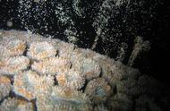 珊瑚是植物还是动物？揭秘珊瑚产卵的奇妙过程