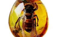 《昆虫》：宋大哥意外发现的珍稀琥珀，价值420万