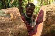 非洲紫檀木走私揭秘：护林员参与，一根木材价值三万