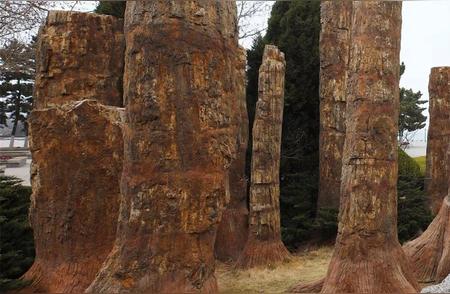 威海的秘密：千年木化石森林