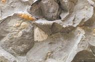 宣恩的化石宝藏：5.6亿年前三叶虫化石的惊人发现