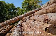 硅化木：探索地球上最古老的树木遗迹
