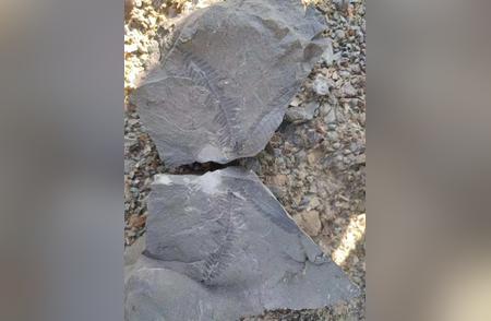 建德李家镇发现多门类古生物化石：菊石、角石、腹足、腕足的丰富收藏