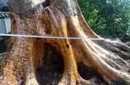 金丝楠乌木：珍贵的木材种类