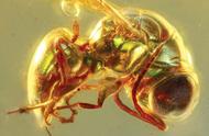超微纳米光学元件如何实现一亿年的保存？琥珀揭示史前昆虫的真实色彩