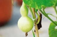 葫芦苗期管理：追肥与授粉的重要性