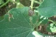 葫芦种植全攻略：病虫害防治篇