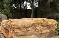 自贡恐龙博物馆迎来历时12年的硅化木宝藏