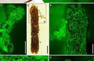 缅甸琥珀中的“花香”甲虫粪便：揭示一亿年前的新传粉机制