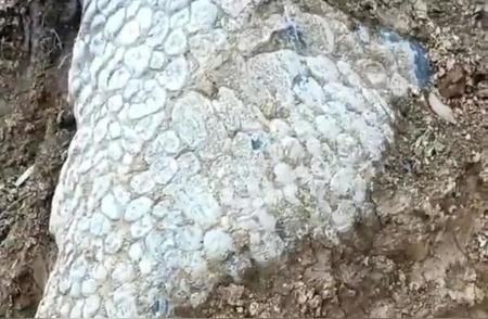 专家最新鉴定：湖南地区发现“龙身化石”覆盖“鳞片”？