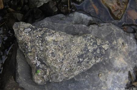 难得一见！利川地区发现了侏罗纪时期的化石