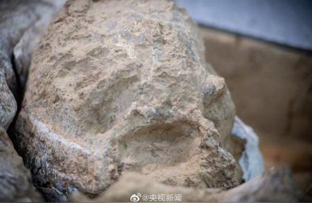 百万年前古人类头骨化石成功提取