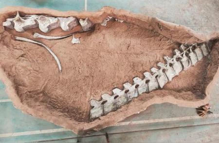 江西出土9000多万年前的泰坦巨龙化石