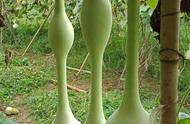 葫芦种植与销售的艺术：文玩葫芦篇
