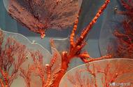 珊瑚之红：自然奇观的探索
