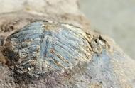 毕节的宝藏：3亿年前的寒武纪古生物化石