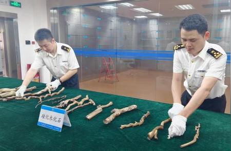 广东省自然资源厅接收广州海关移交的8.46千克硅化木化石