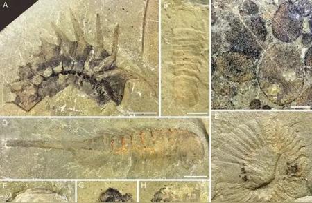5岁男孩的惊人发现：山脚下隐藏的5亿年前古生物化石