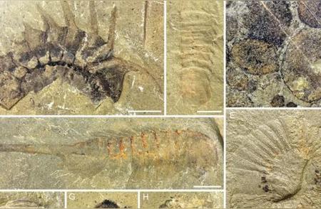 山东5岁男孩意外发现5亿年前古生物化石，引发热议！