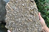 35位网友意外挖掘出千年化石，揭秘自然界的奥秘
