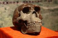 北京猿人头盖骨化石的下落：它们的意义何在？