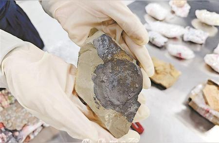 厦门海关查获28块古生物化石，年代比恐龙还要久远！