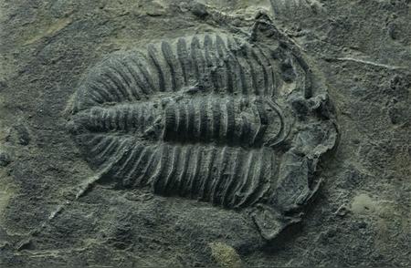 云南工地的惊人发现：5.6亿年前的古生物化石，20余品类，超过1000只完整化石【附科学仪器行业趋势分析】