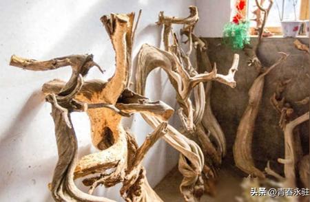 2016年，河南老农的崖柏收藏价值连城，拒绝几十万的高价出售