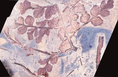 十堰湖北地区惊现3亿年前古生物化石群