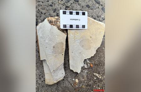 湖南惊现5.4亿年前古老海绵化石