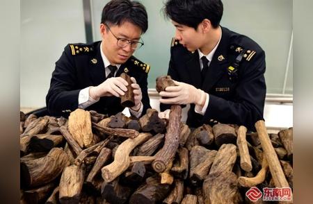 厦门海关查获旅客行李藏匿的近49公斤沉香木