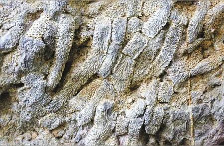 秦岭古海洋遗迹：鄂西北山区惊现泥盆纪珊瑚化石