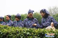 南京雨花茶庆祝60周年纪念：中山陵茶厂春茶的盛大开采