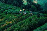 禅茶一味：探索佛寺香火气中的茶叶世界