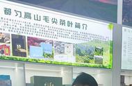 贵州都匀毛尖茶在第十四届东北亚博览会上的精彩展示