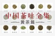 中国黄茶大全：12款名茶一网打尽