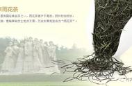 南京的骄傲：雨花茶的魅力