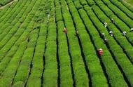 南京雨花茶的大规模采茶活动已经开始！
