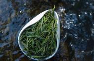 文圣茶说：绿茶与顾渚紫笋的完美结合