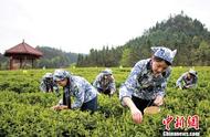 探秘中国高端黑茶的诞生之旅