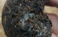 熟茶中的霉菌含量高达五亿，我们还能喝熟茶吗？