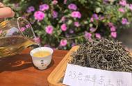2023年春茶新品上市：新制的春茶是否适合立即饮用？