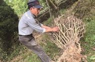 千年名茶洞庭山碧螺春面临危机，原产地老茶树被大量砍伐