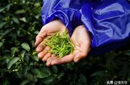 春茶季节来临，关于采茶的这些知识你了解吗？