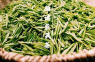 今日茶话：绿茶佳品，顾渚紫笋的魅力